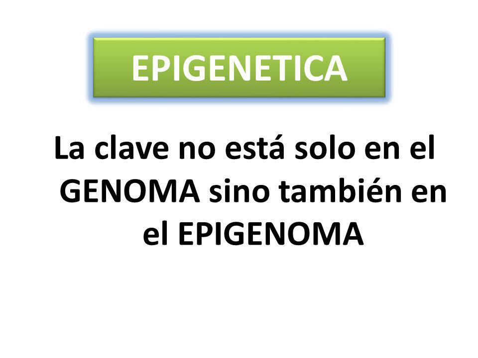 La clave no está solo en el GENOMA sino también en el EPIGENOMA