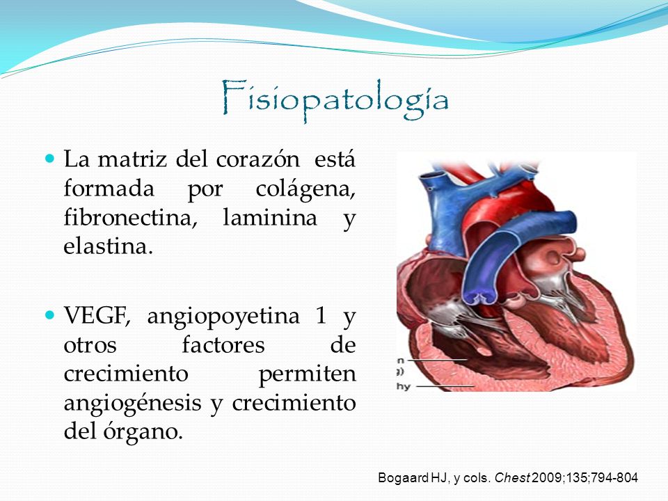 Fisiopatología La matriz del corazón está formada por colágena, fibronectina, laminina y elastina.