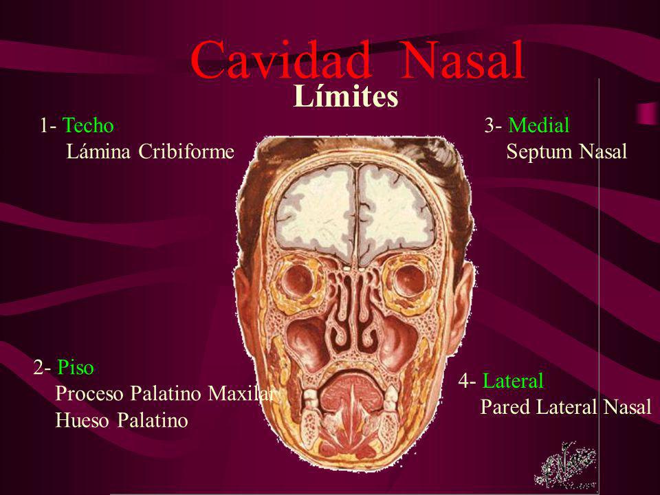 Cavidad Nasal Límites 1- Techo Lámina Cribiforme 3- Medial