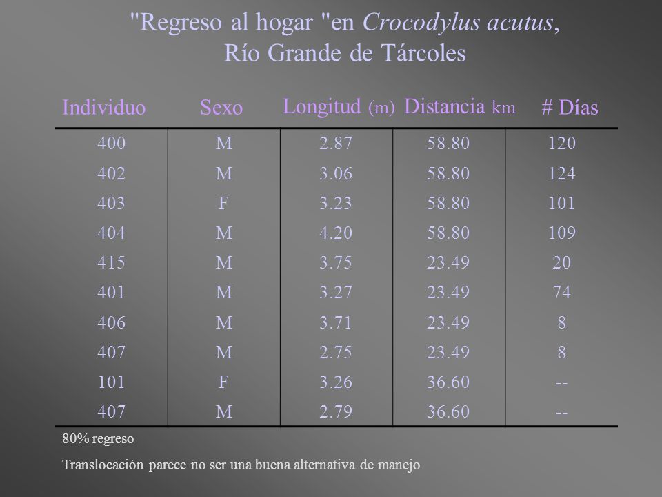 Regreso al hogar en Crocodylus acutus, Río Grande de Tárcoles