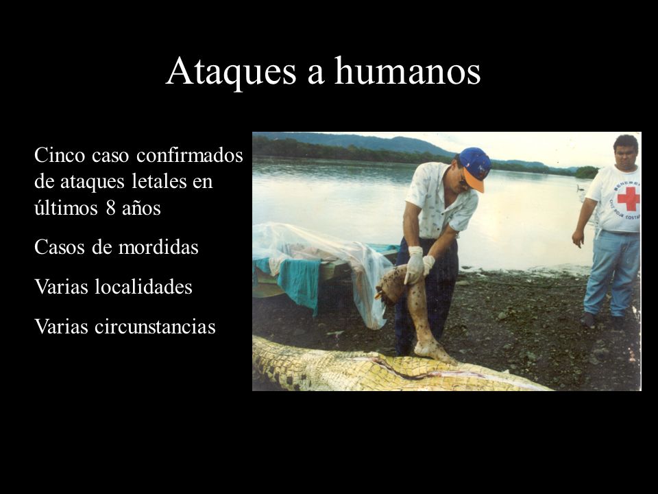 Ataques a humanos Cinco caso confirmados de ataques letales en últimos 8 años. Casos de mordidas. Varias localidades.