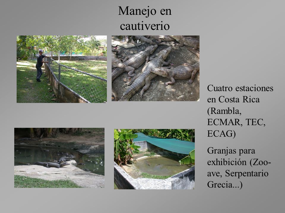 Manejo en cautiverio Cuatro estaciones en Costa Rica (Rambla, ECMAR, TEC, ECAG) Granjas para exhibición (Zoo-ave, Serpentario Grecia...)
