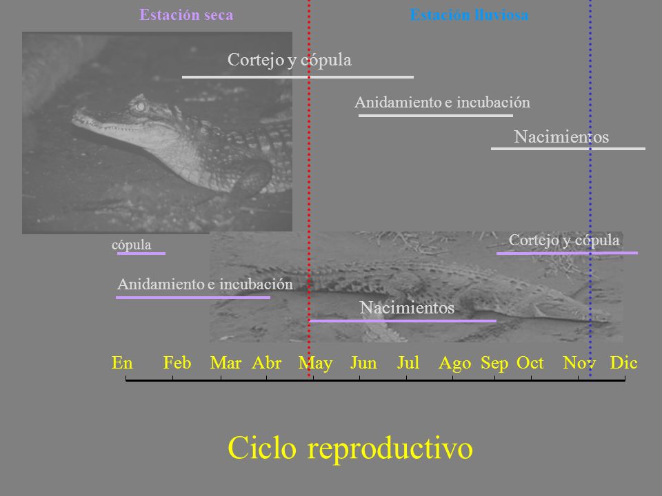 Ciclo reproductivo Cortejo y cópula Nacimientos Nacimientos En Feb Mar