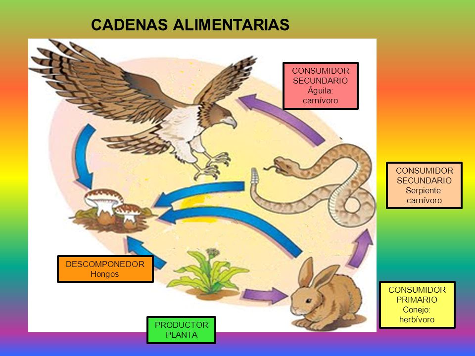 CADENAS ALIMENTARIAS CONSUMIDOR SECUNDARIO Águila: carnívoro