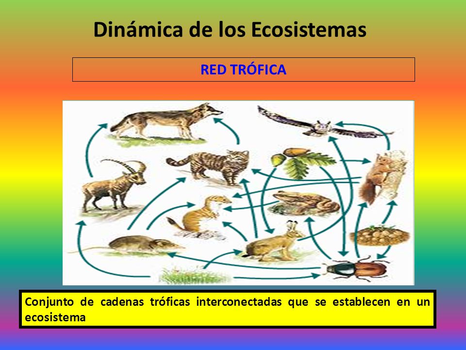 Dinámica de los Ecosistemas