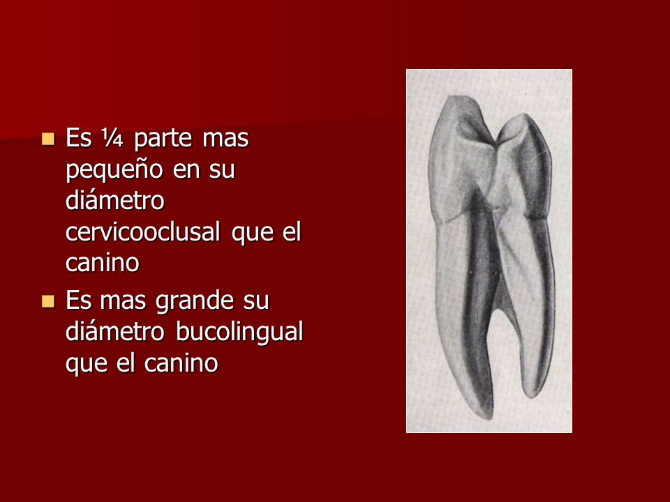 Es ¼ parte mas pequeño en su diámetro cervicooclusal que el canino