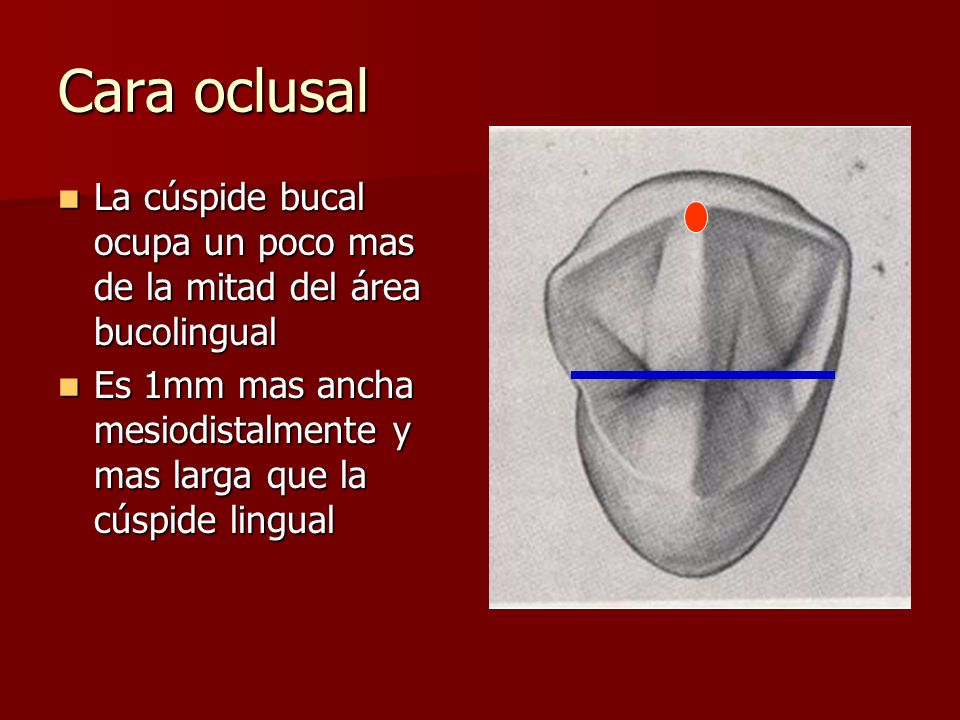 Cara oclusal La cúspide bucal ocupa un poco mas de la mitad del área bucolingual.