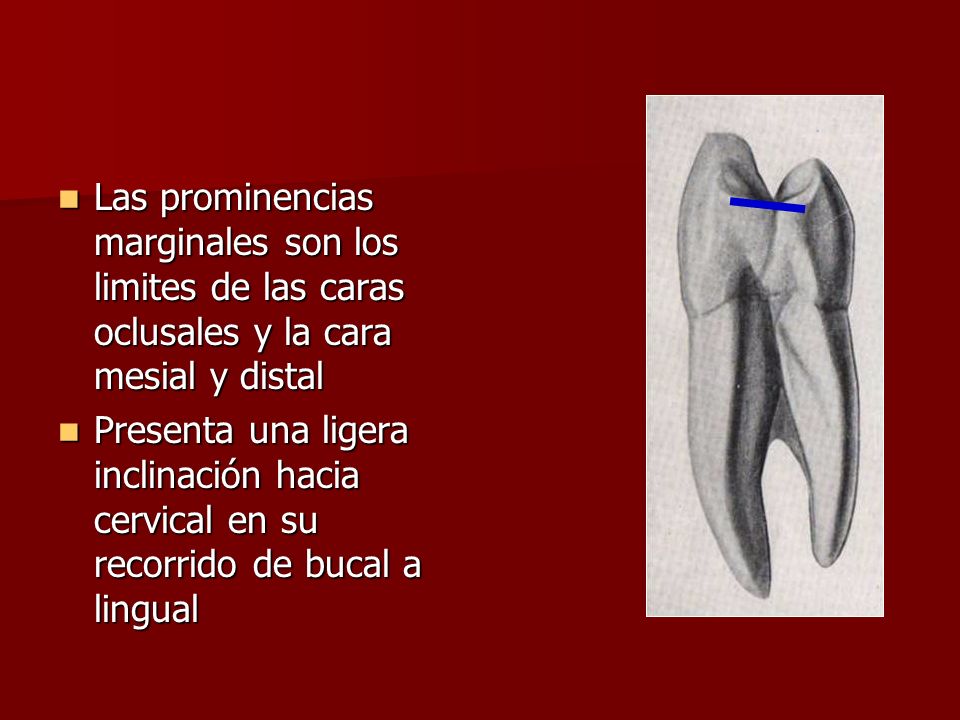 Las prominencias marginales son los limites de las caras oclusales y la cara mesial y distal