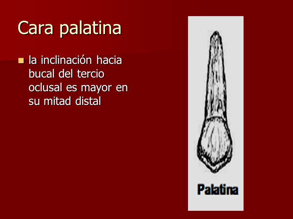 Cara palatina la inclinación hacia bucal del tercio oclusal es mayor en su mitad distal