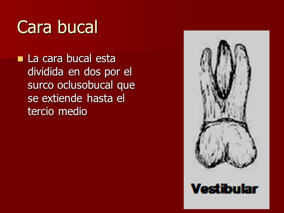 Cara bucal La cara bucal esta dividida en dos por el surco oclusobucal que se extiende hasta el tercio medio.