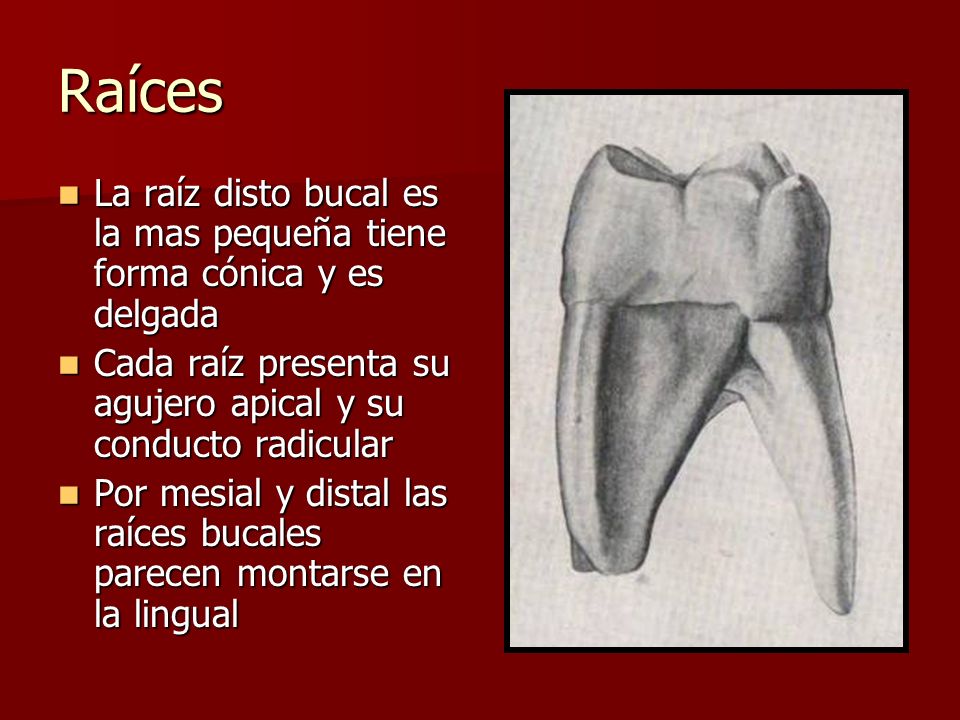 Raíces La raíz disto bucal es la mas pequeña tiene forma cónica y es delgada. Cada raíz presenta su agujero apical y su conducto radicular.