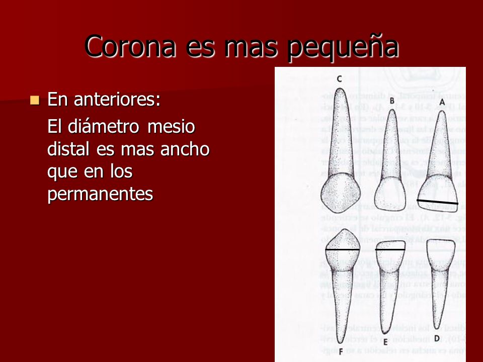 Corona es mas pequeña En anteriores: