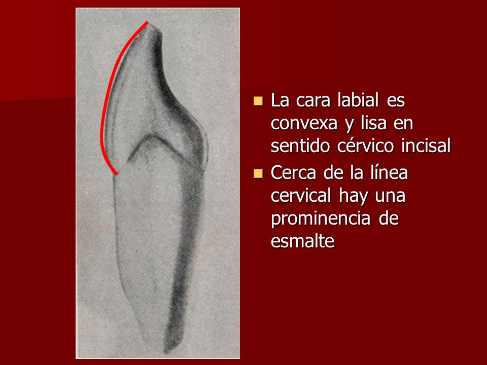 La cara labial es convexa y lisa en sentido cérvico incisal