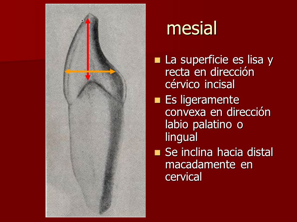 mesial La superficie es lisa y recta en dirección cérvico incisal