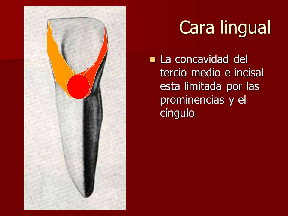Cara lingual La concavidad del tercio medio e incisal esta limitada por las prominencias y el cíngulo.