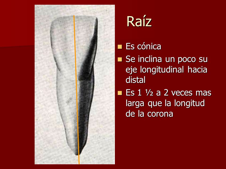 Raíz Es cónica Se inclina un poco su eje longitudinal hacia distal