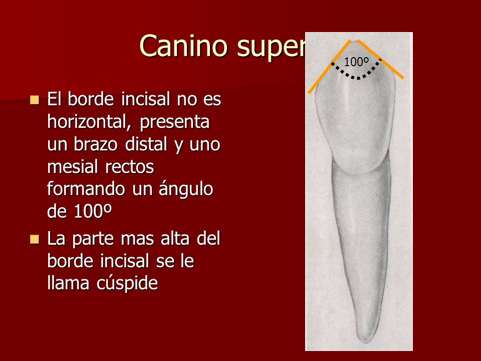Canino superior 100º. El borde incisal no es horizontal, presenta un brazo distal y uno mesial rectos formando un ángulo de 100º.