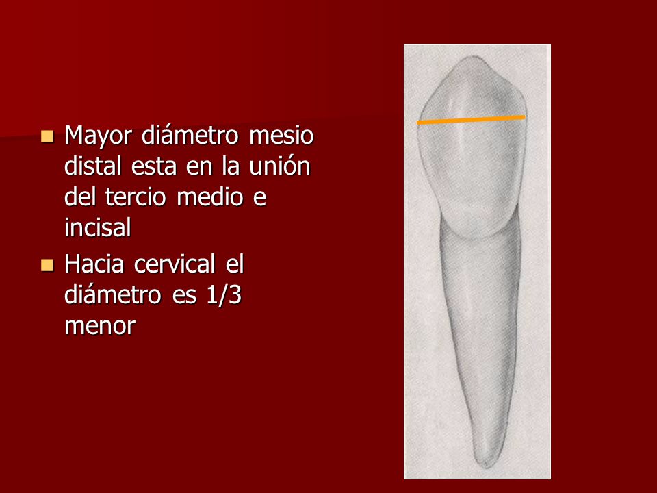 Mayor diámetro mesio distal esta en la unión del tercio medio e incisal