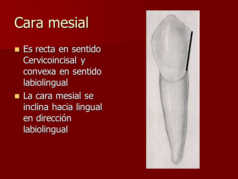 Cara mesial Es recta en sentido Cervicoincisal y convexa en sentido labiolingual.