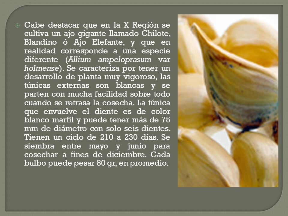 Cabe destacar que en la X Región se cultiva un ajo gigante llamado Chilote, Blandino ó Ajo Elefante, y que en realidad corresponde a una especie diferente (Allium ampeloprasum var holmense).