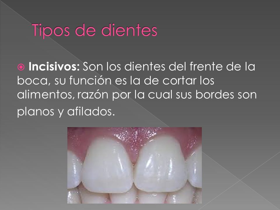 Tipos de dientes Incisivos: Son los dientes del frente de la boca, su función es la de cortar los alimentos, razón por la cual sus bordes son.