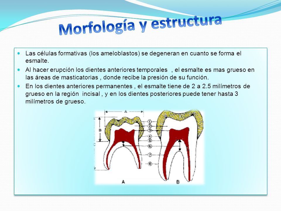 Morfología y estructura