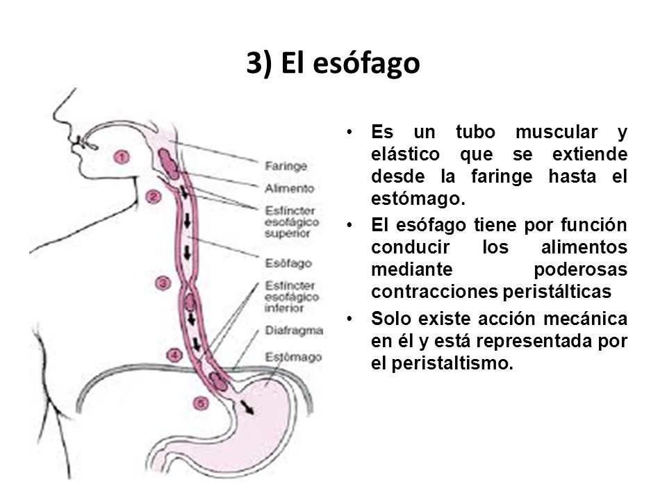3) El esófago Es un tubo muscular y elástico que se extiende desde la faringe hasta el estómago.