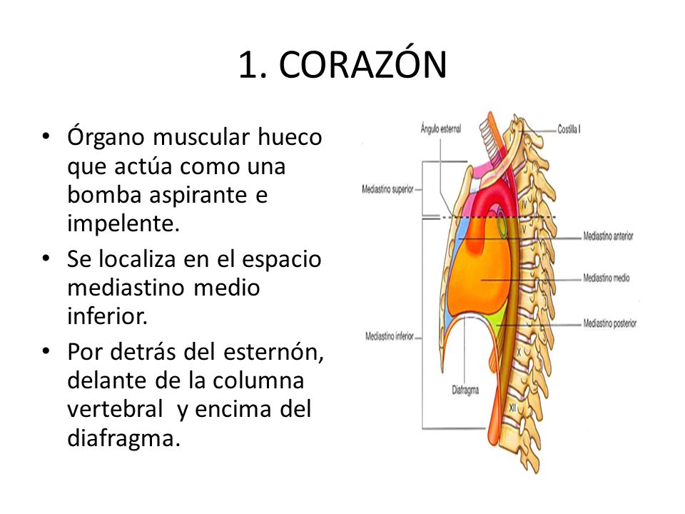 1. CORAZÓN Órgano muscular hueco que actúa como una bomba aspirante e impelente. Se localiza en el espacio mediastino medio inferior.