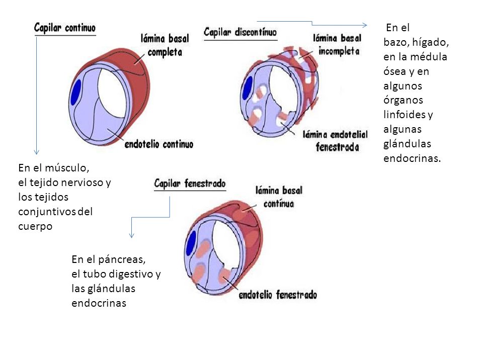 En el bazo, hígado, en la médula ósea y en algunos órganos linfoides y algunas glándulas endocrinas.