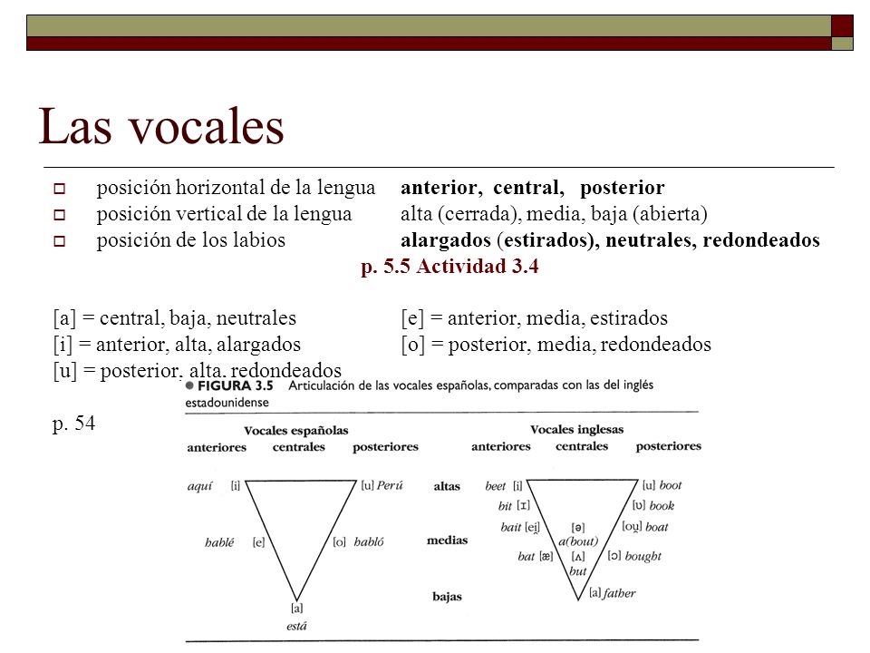 Las vocales posición horizontal de la lengua anterior, central, posterior. posición vertical de la lengua alta (cerrada), media, baja (abierta)