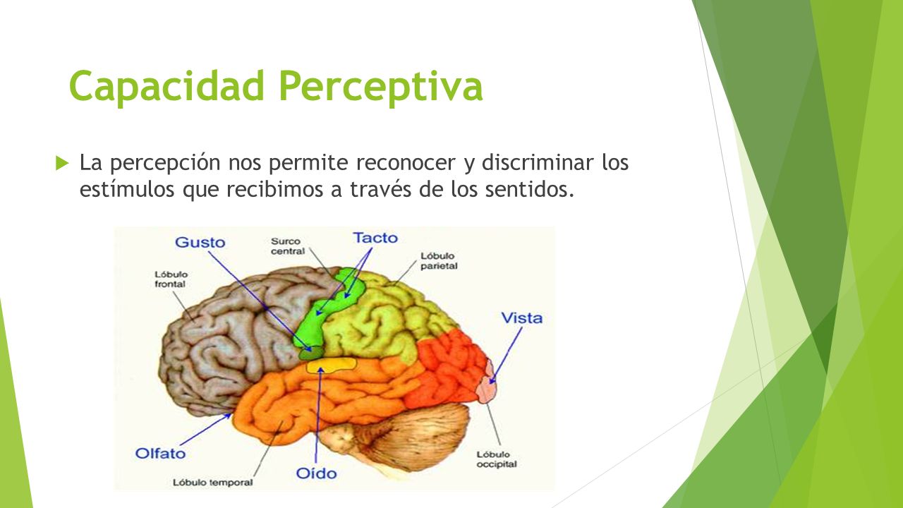 Capacidad Perceptiva La percepción nos permite reconocer y discriminar los estímulos que recibimos a través de los sentidos.