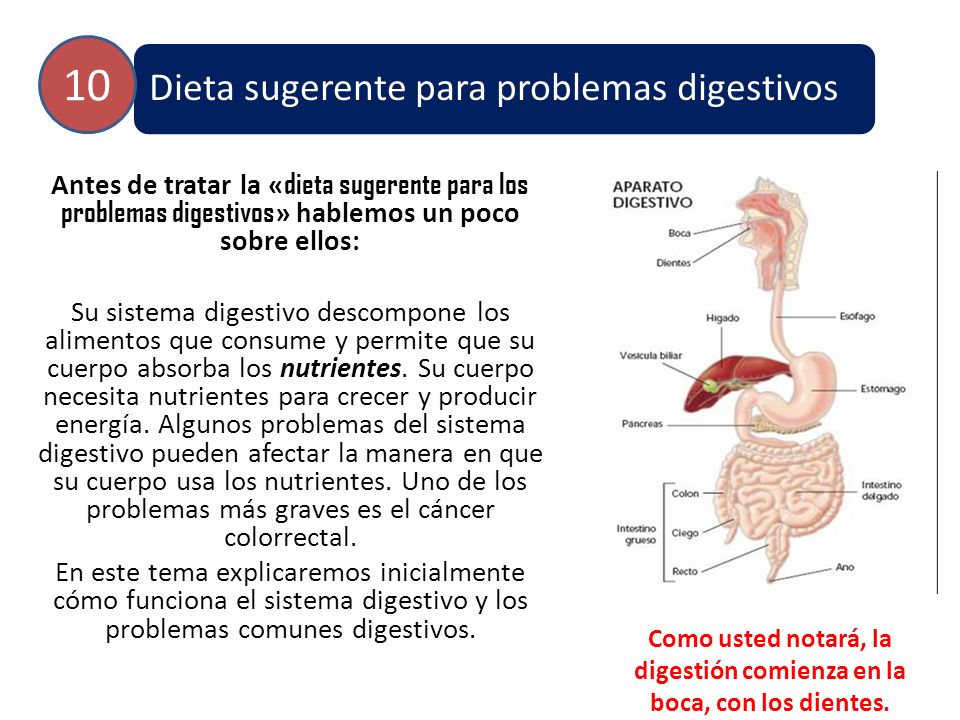 Como usted notará, la digestión comienza en la boca, con los dientes.