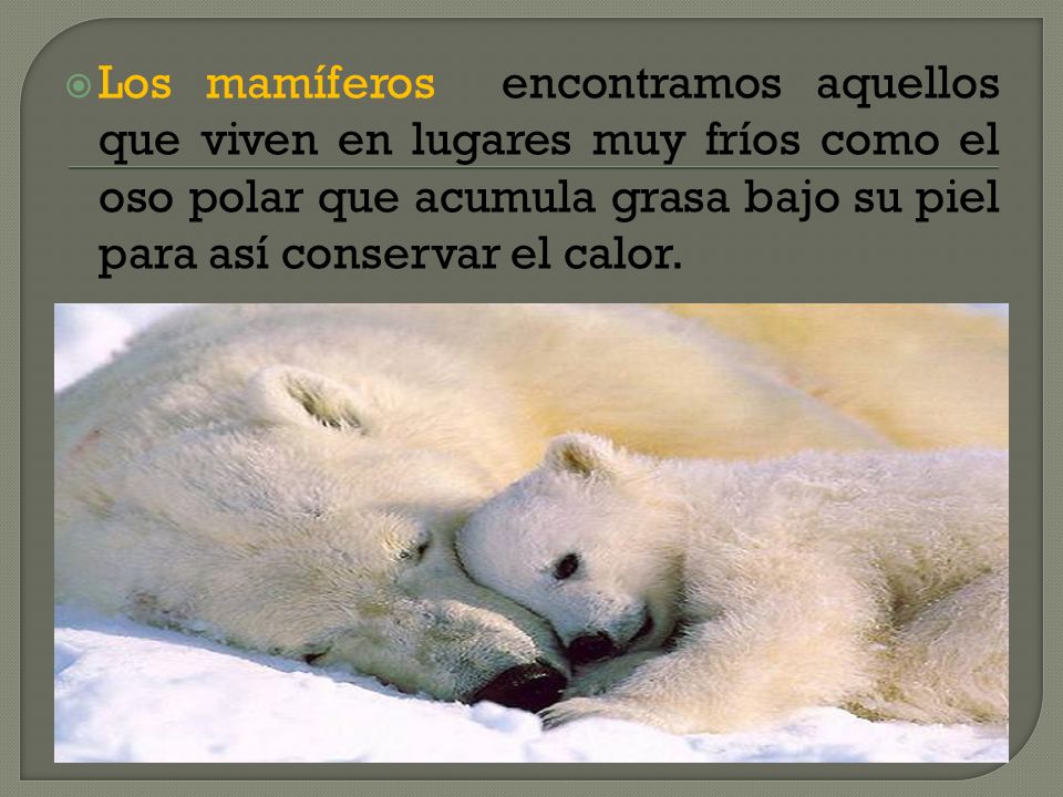 Los mamíferos encontramos aquellos que viven en lugares muy fríos como el oso polar que acumula grasa bajo su piel para así conservar el calor.