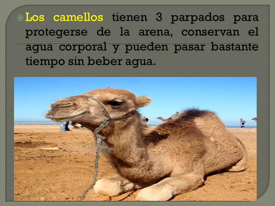 Los camellos tienen 3 parpados para protegerse de la arena, conservan el agua corporal y pueden pasar bastante tiempo sin beber agua.