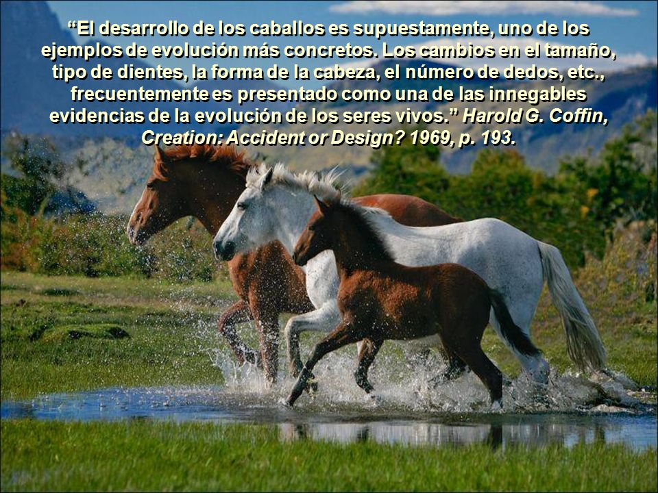 El desarrollo de los caballos es supuestamente, uno de los ejemplos de evolución más concretos.