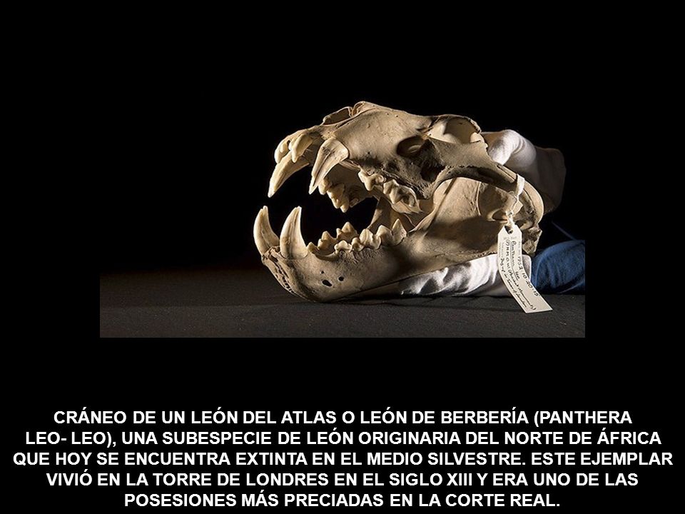CRÁNEO DE UN LEÓN DEL ATLAS O LEÓN DE BERBERÍA (PANTHERA