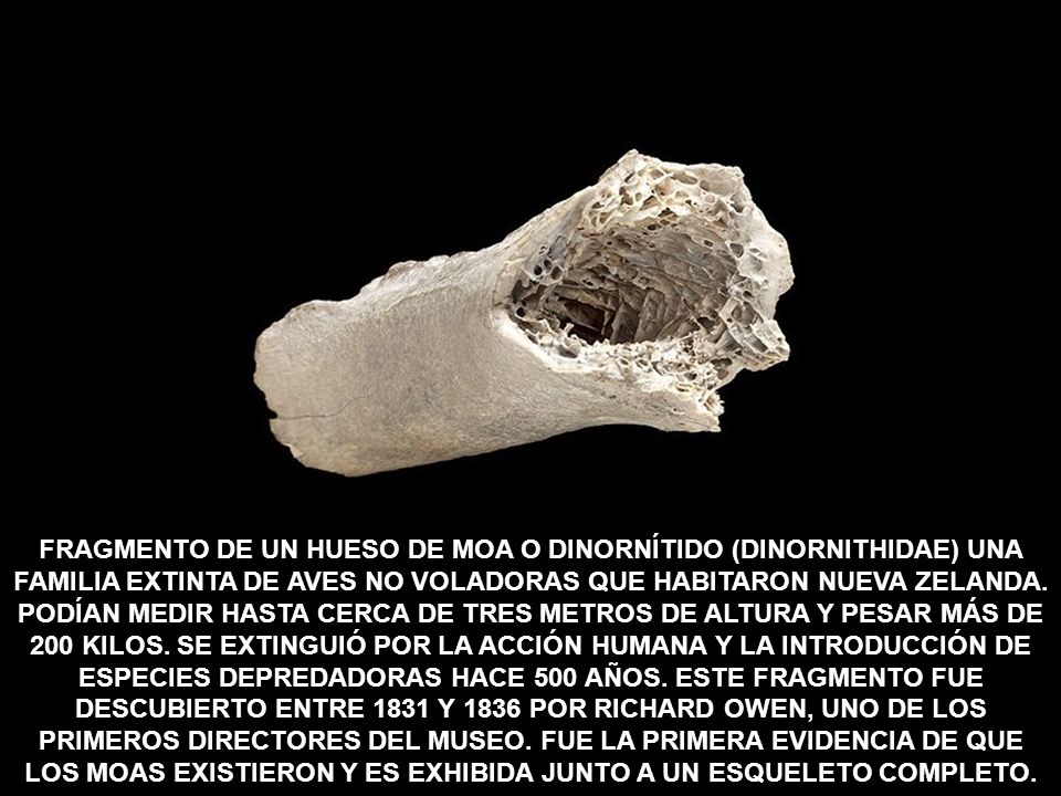 FRAGMENTO DE UN HUESO DE MOA O DINORNÍTIDO (DINORNITHIDAE) UNA FAMILIA EXTINTA DE AVES NO VOLADORAS QUE HABITARON NUEVA ZELANDA.