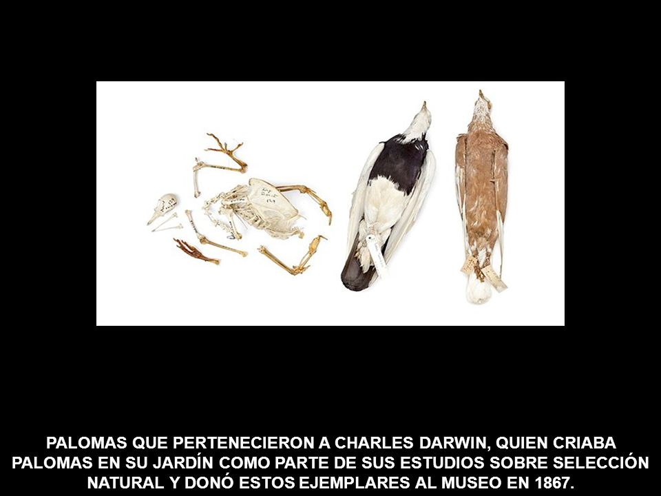 PALOMAS QUE PERTENECIERON A CHARLES DARWIN, QUIEN CRIABA PALOMAS EN SU JARDÍN COMO PARTE DE SUS ESTUDIOS SOBRE SELECCIÓN NATURAL Y DONÓ ESTOS EJEMPLARES AL MUSEO EN 1867.