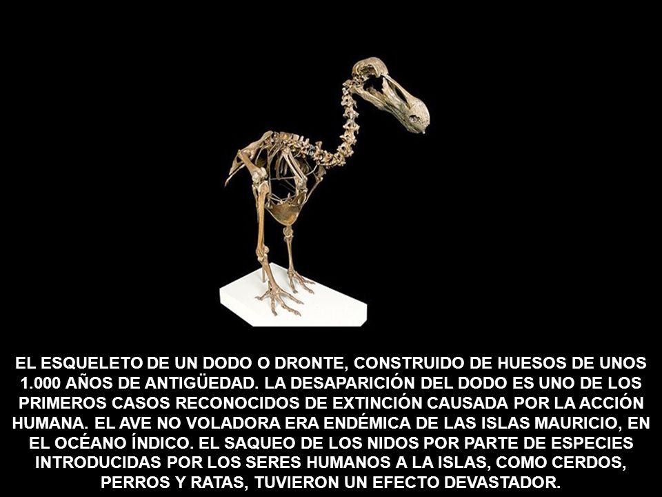 EL ESQUELETO DE UN DODO O DRONTE, CONSTRUIDO DE HUESOS DE UNOS 1