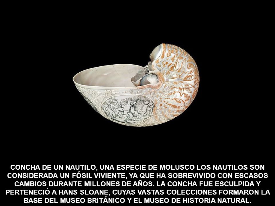 CONCHA DE UN NAUTILO, UNA ESPECIE DE MOLUSCO LOS NAUTILOS SON CONSIDERADA UN FÓSIL VIVIENTE, YA QUE HA SOBREVIVIDO CON ESCASOS CAMBIOS DURANTE MILLONES DE AÑOS.