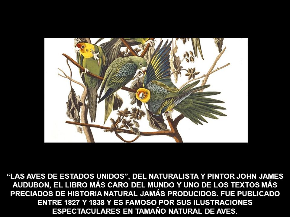 LAS AVES DE ESTADOS UNIDOS , DEL NATURALISTA Y PINTOR JOHN JAMES AUDUBON, EL LIBRO MÁS CARO DEL MUNDO Y UNO DE LOS TEXTOS MÁS PRECIADOS DE HISTORIA NATURAL JAMÁS PRODUCIDOS.