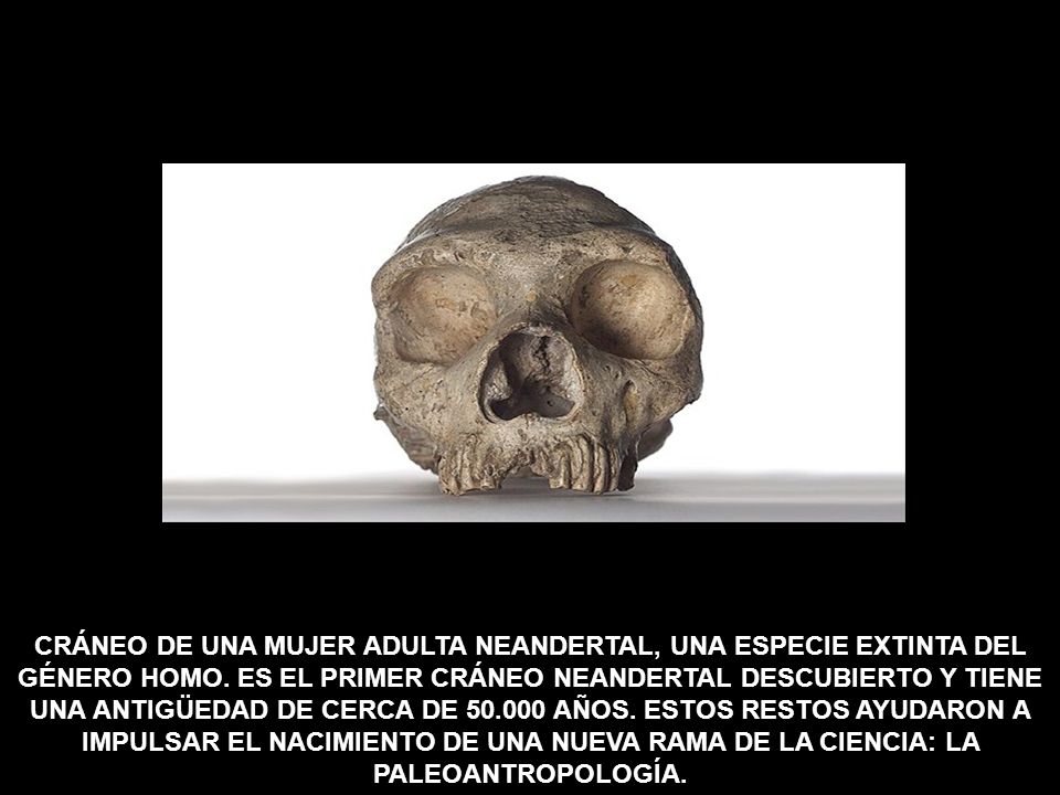 CRÁNEO DE UNA MUJER ADULTA NEANDERTAL, UNA ESPECIE EXTINTA DEL GÉNERO HOMO.