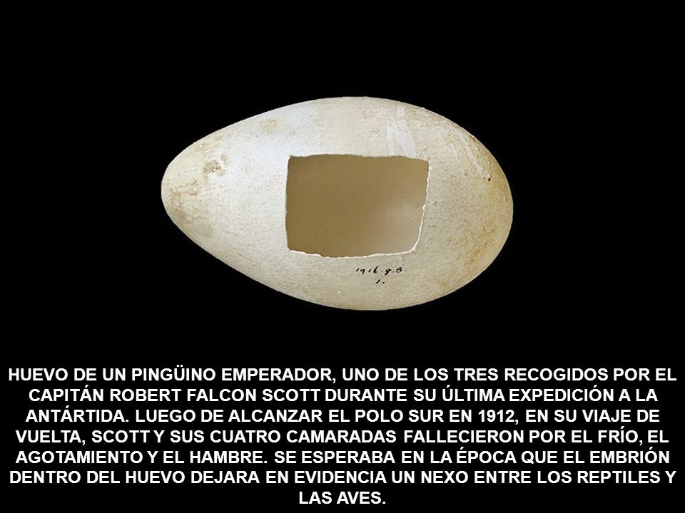 HUEVO DE UN PINGÜINO EMPERADOR, UNO DE LOS TRES RECOGIDOS POR EL CAPITÁN ROBERT FALCON SCOTT DURANTE SU ÚLTIMA EXPEDICIÓN A LA ANTÁRTIDA.