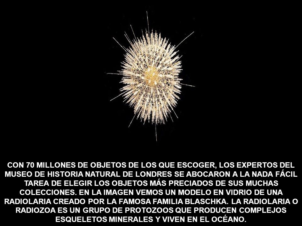 CON 70 MILLONES DE OBJETOS DE LOS QUE ESCOGER, LOS EXPERTOS DEL MUSEO DE HISTORIA NATURAL DE LONDRES SE ABOCARON A LA NADA FÁCIL TAREA DE ELEGIR LOS OBJETOS MÁS PRECIADOS DE SUS MUCHAS COLECCIONES.