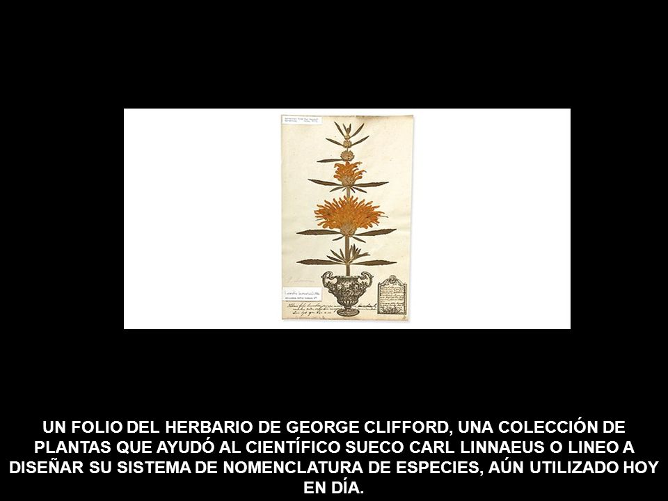 UN FOLIO DEL HERBARIO DE GEORGE CLIFFORD, UNA COLECCIÓN DE PLANTAS QUE AYUDÓ AL CIENTÍFICO SUECO CARL LINNAEUS O LINEO A DISEÑAR SU SISTEMA DE NOMENCLATURA DE ESPECIES, AÚN UTILIZADO HOY EN DÍA.