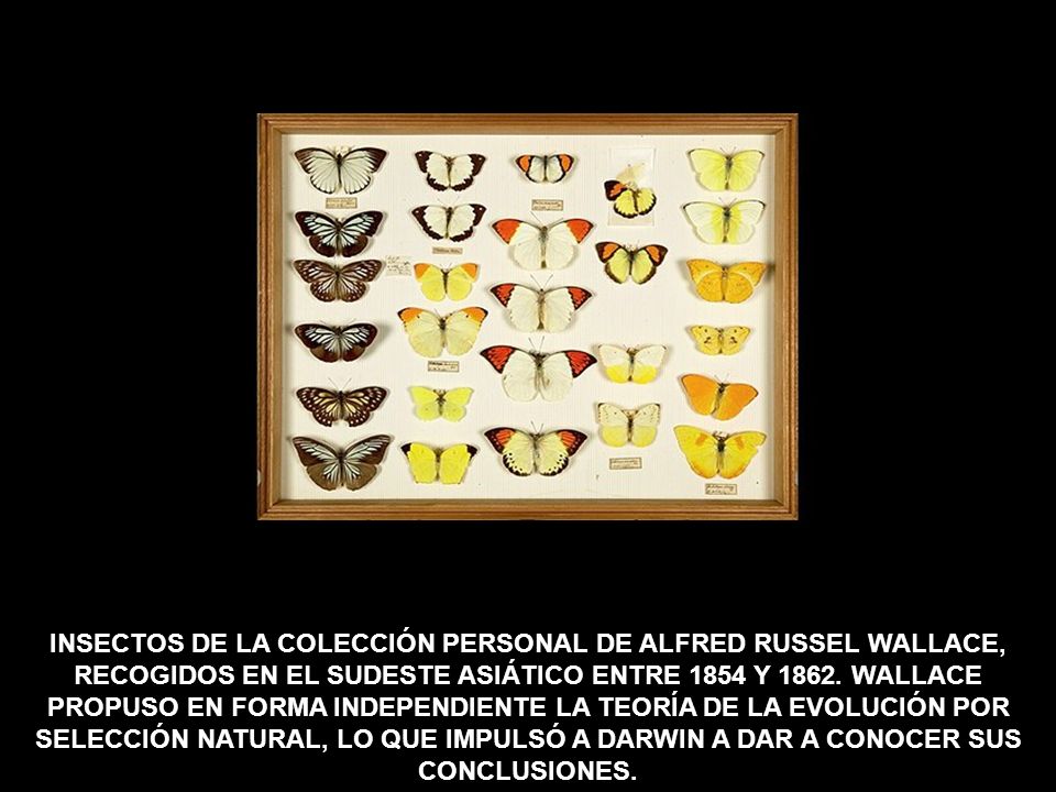 INSECTOS DE LA COLECCIÓN PERSONAL DE ALFRED RUSSEL WALLACE, RECOGIDOS EN EL SUDESTE ASIÁTICO ENTRE 1854 Y 1862.