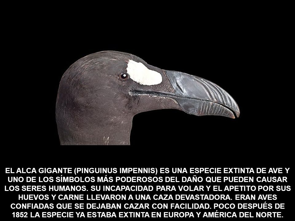 EL ALCA GIGANTE (PINGUINUS IMPENNIS) ES UNA ESPECIE EXTINTA DE AVE Y UNO DE LOS SÍMBOLOS MÁS PODEROSOS DEL DAÑO QUE PUEDEN CAUSAR LOS SERES HUMANOS.