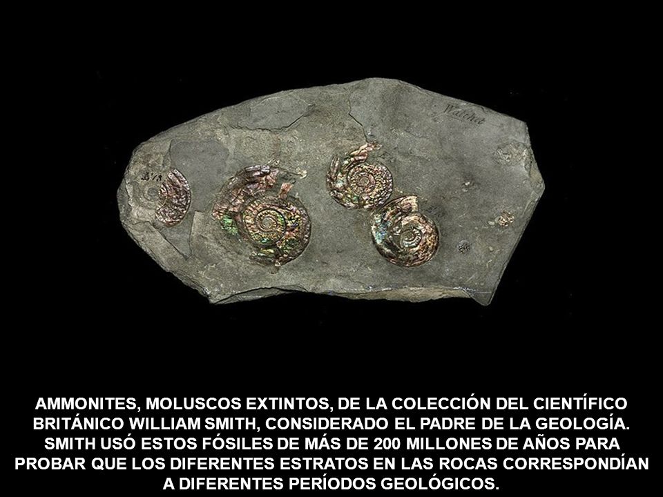 AMMONITES, MOLUSCOS EXTINTOS, DE LA COLECCIÓN DEL CIENTÍFICO BRITÁNICO WILLIAM SMITH, CONSIDERADO EL PADRE DE LA GEOLOGÍA.