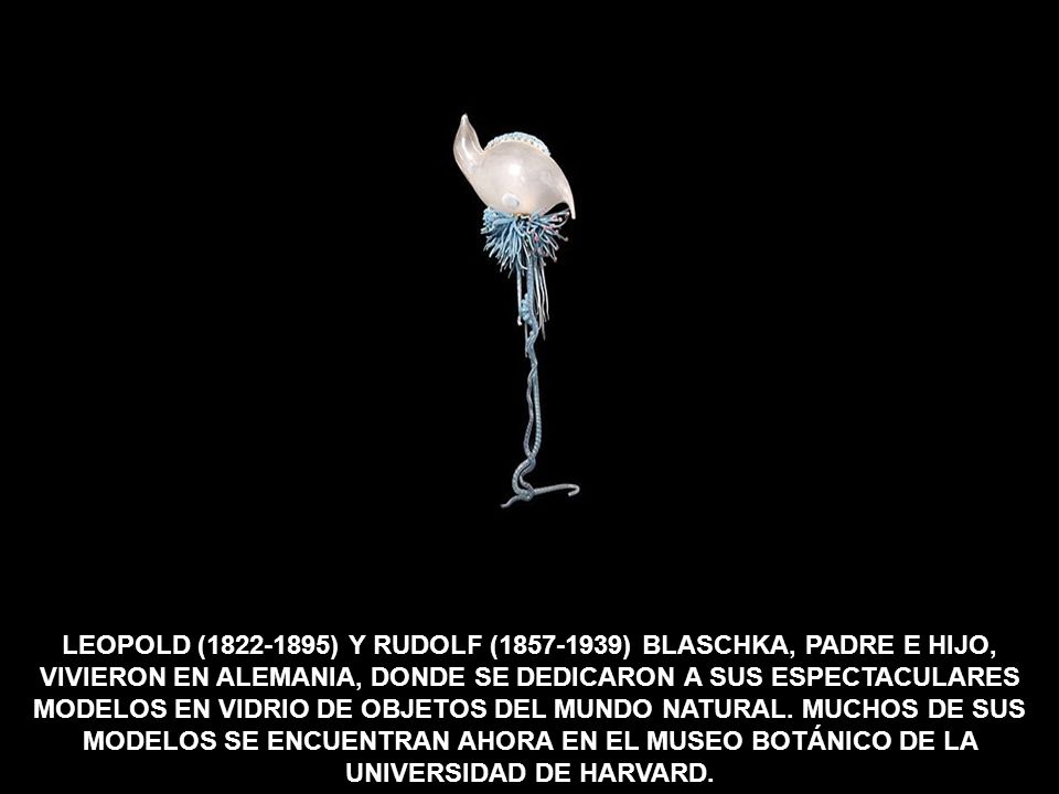 LEOPOLD ( ) Y RUDOLF ( ) BLASCHKA, PADRE E HIJO, VIVIERON EN ALEMANIA, DONDE SE DEDICARON A SUS ESPECTACULARES MODELOS EN VIDRIO DE OBJETOS DEL MUNDO NATURAL.