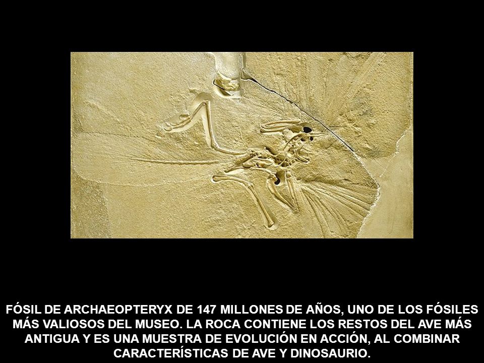 FÓSIL DE ARCHAEOPTERYX DE 147 MILLONES DE AÑOS, UNO DE LOS FÓSILES MÁS VALIOSOS DEL MUSEO.